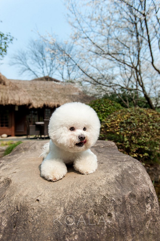 娇小可爱的比熊犬狗狗动物图片