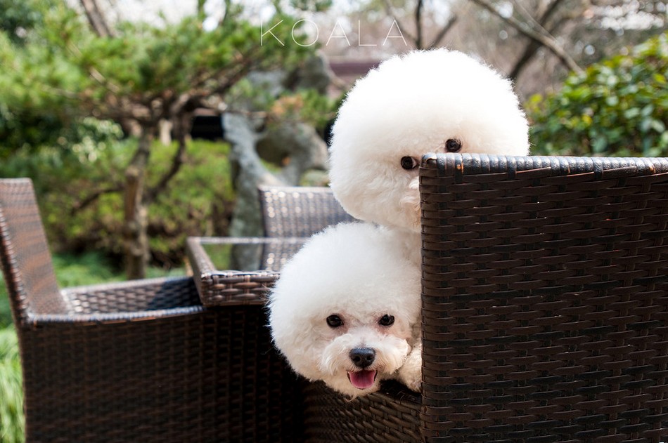 娇小可爱的比熊犬狗狗动物图片