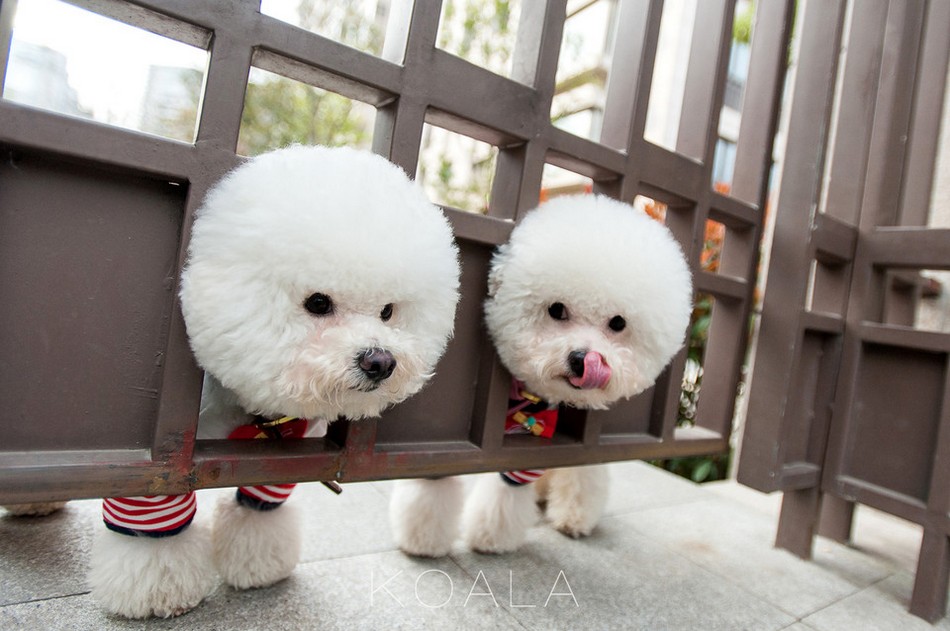 娇小可爱的比熊犬狗狗动物图片