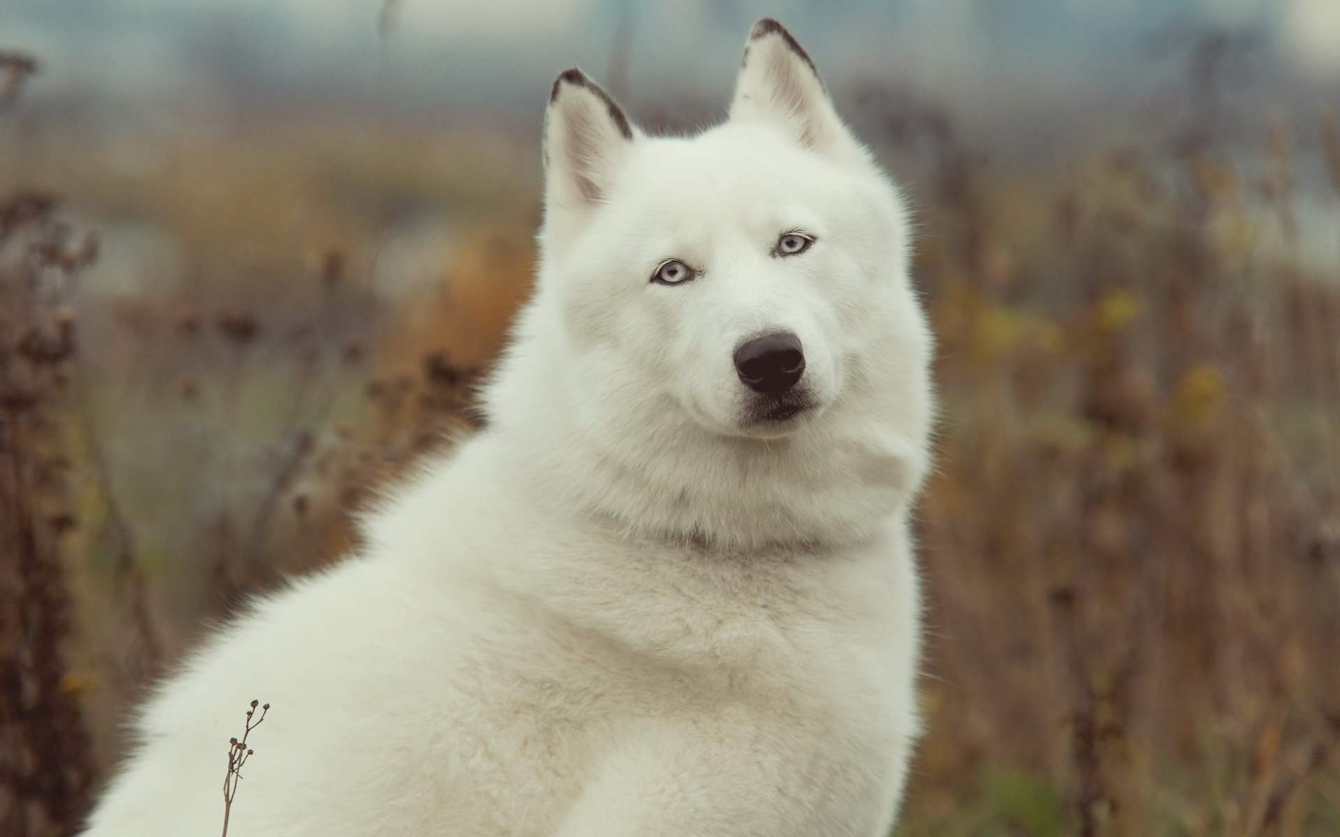 西伯利亚雪橇犬高清图片大全欣赏