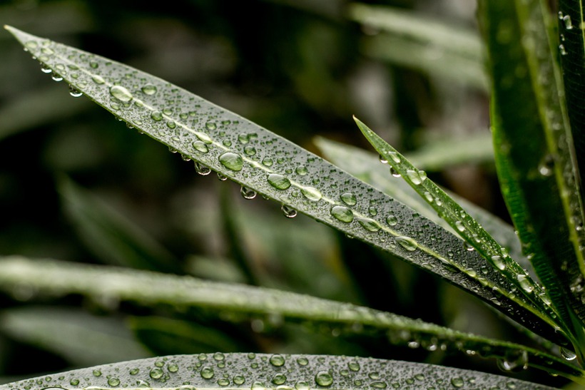 龙之谷意境有诗意免费精选名字大全_雨落微凉