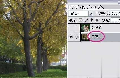 photoshop利用通道为猫咪画面选出主体