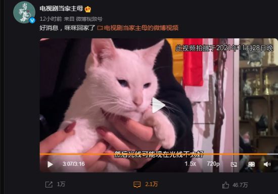 《当家主母》的猫入驻微博 但并没有平息网友的骂战