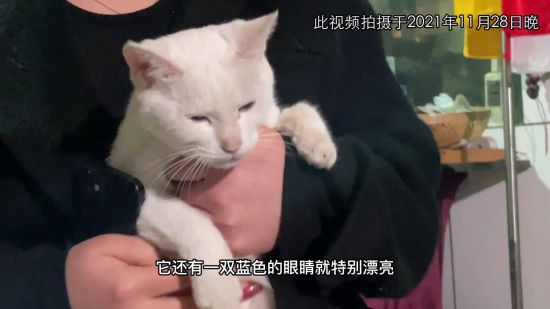 《当家主母》的猫入驻微博 但并没有平息网友的骂战