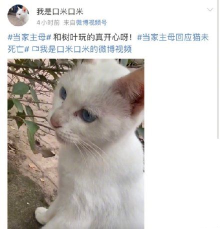 《当家主母》的猫入驻微博 但并没有平息网友的骂战