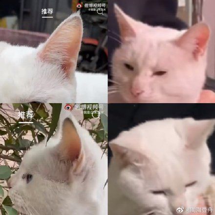 《当家主母》的猫入驻微博 但并没有平息网友的骂战