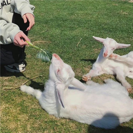 暖暖的很舒心的背景图最新合集 我的可爱和暴躁轮番报到