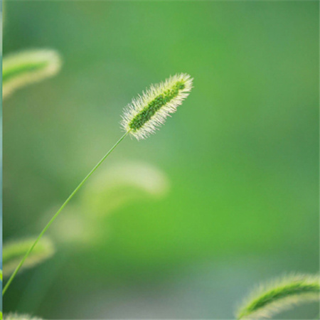 狗尾巴草唯美高清图片分享！大全 狗尾巴草坚韧不被人了解的爱